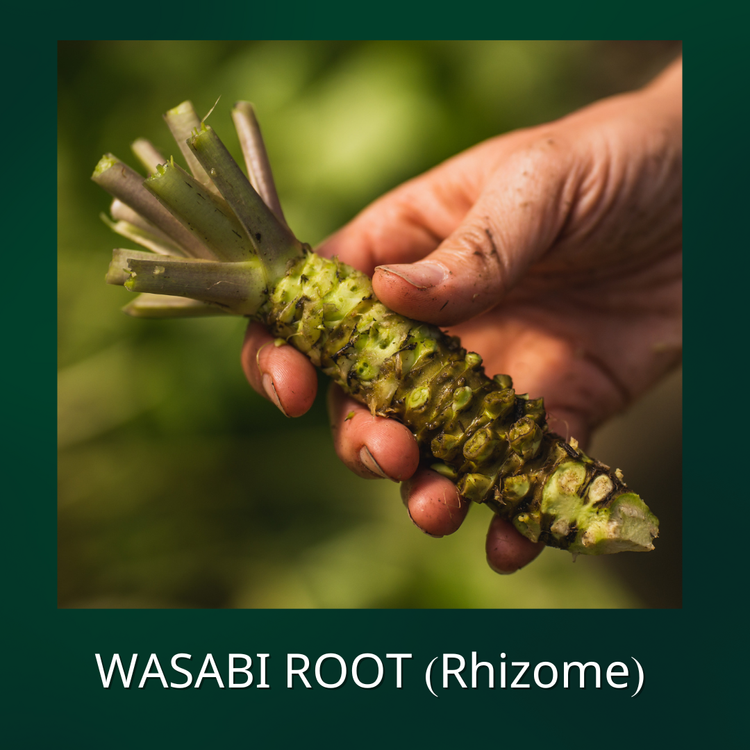 Wasabi Root (rhizome) for food — The Wasabi Store
